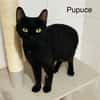 Pupuce