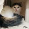 Elfie