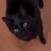 CACHOU