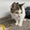 Alpha (en cours d'adoption)