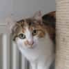 MIGNONNE