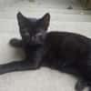ACHILLE