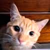 DOUDOU