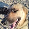 NALA (Rescate)