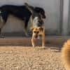 NALA (Rescate)