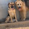 NALA (Rescate)