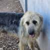 OTTO (Rescate)