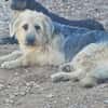OTTO (Rescate)