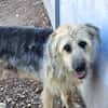 OTTO (Rescate)
