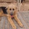 OTTO (Rescate)