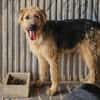 OTTO (Rescate)