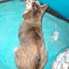 Aloha chatte réunion