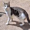 Junger, sozialer Kater Zorro