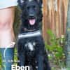 Eben SI, mag Kinder und Hunde