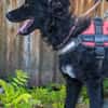Eben SI, mag Kinder und Hunde