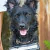 Eben SI, mag Kinder und Hunde