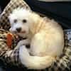 Ivory - kleine Kuschelprinzessin
