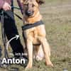 Anton SI, ist noch sehr unsicher