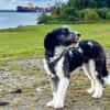 Jaky1 sucht ein Zuhause