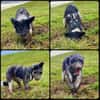 Jaky1 sucht ein Zuhause