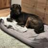 Zuhause gesucht für Neela