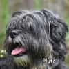 PLUTO