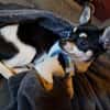 Marci, neugieriger kleiner Chihuahua