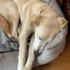 Taio junger Retriever Misching Rüde