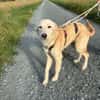 Taio junger Retriever Misching Rüde