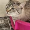 Gutmütiger Kater Bizcocho
