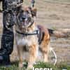 Jessy SI, perfekter Familienhund