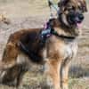 Jessy SI, perfekter Familienhund