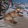 Alice sucht Menschen mit Ersthund