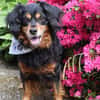 Cocker-Fans aufgepasst hier kommt Toby