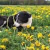 Bim - coole Socke
