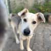 Dobby wartet ab 15.11. in Hamburg!