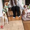 Jure Bracke Mischling Rüde Familienhund