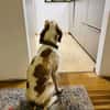 Jure Bracke Mischling Rüde Familienhund