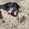 Hachi sonnig liebenswert verspielt