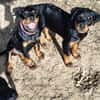 Hachi sonnig liebenswert verspielt