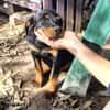 Hachi sonnig liebenswert verspielt