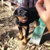 Hachi sonnig liebenswert verspielt