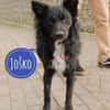 Traumhund Joko wartet in 58135 Hagen