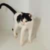 Dana, verspielte Schmusekatze,3J 85591