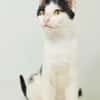 Dana, verspielte Schmusekatze,3J 85591