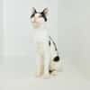 Dana, verspielte Schmusekatze,3J 85591