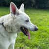 paquito