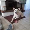 paquito