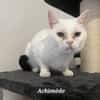 ARCHIMEDE