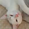 Lily Rose, je suis toute mignonne